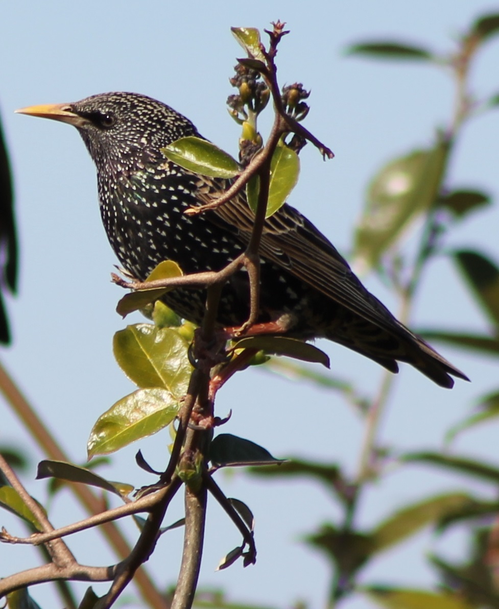 European starling