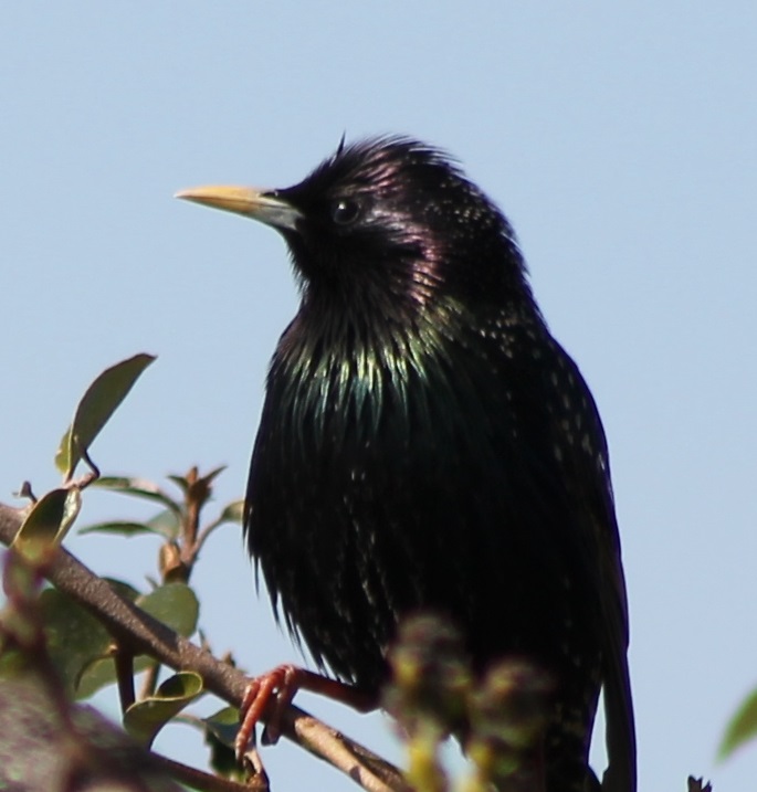 European starling
