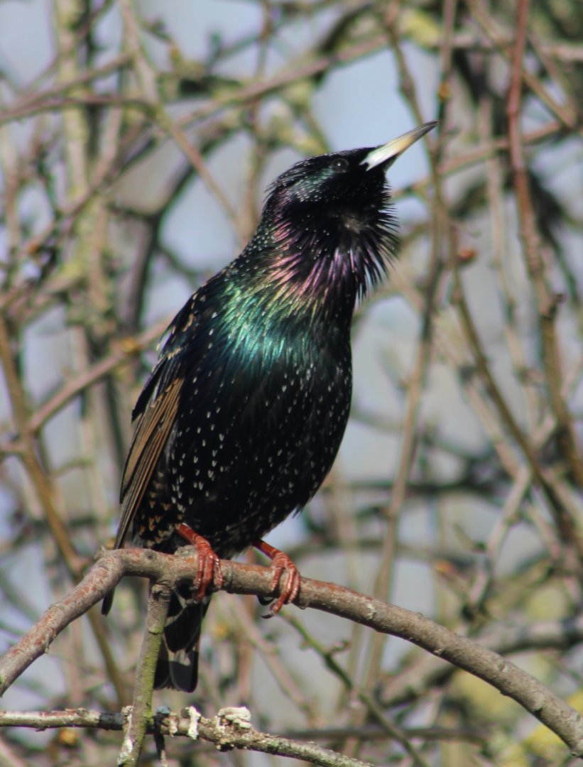 European starling