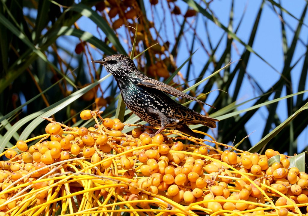 European Starling