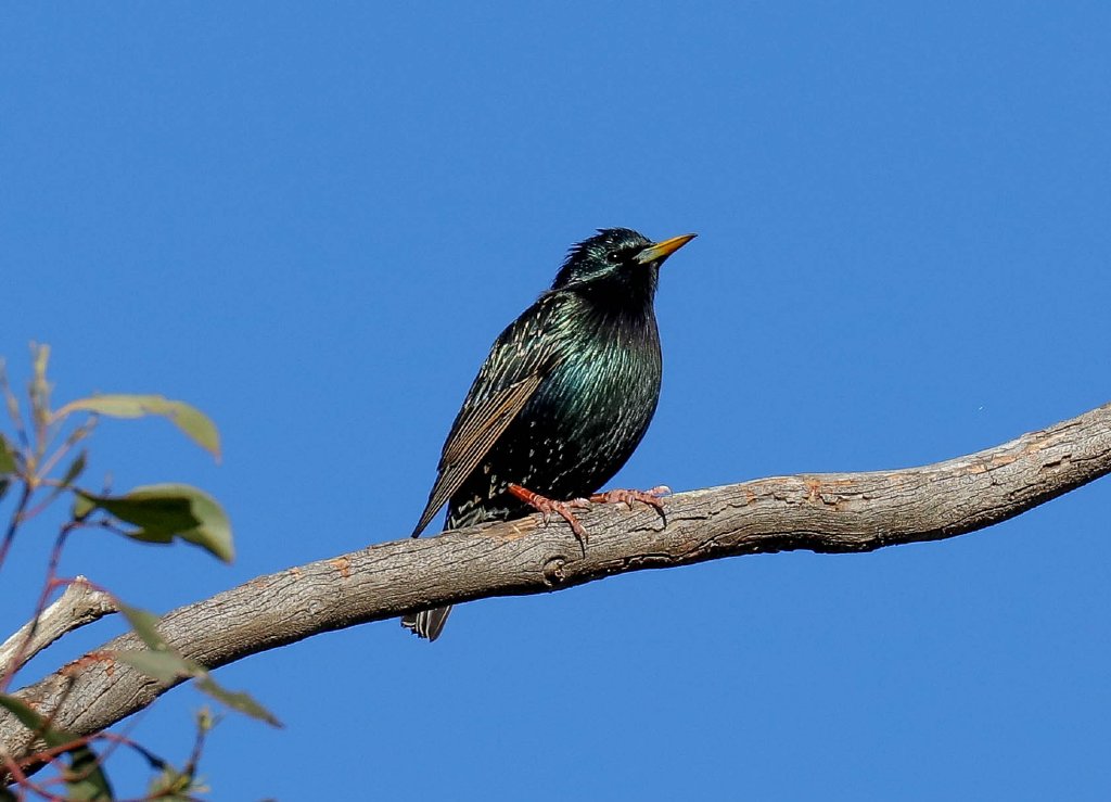 European Starling