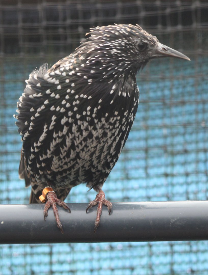 European starling