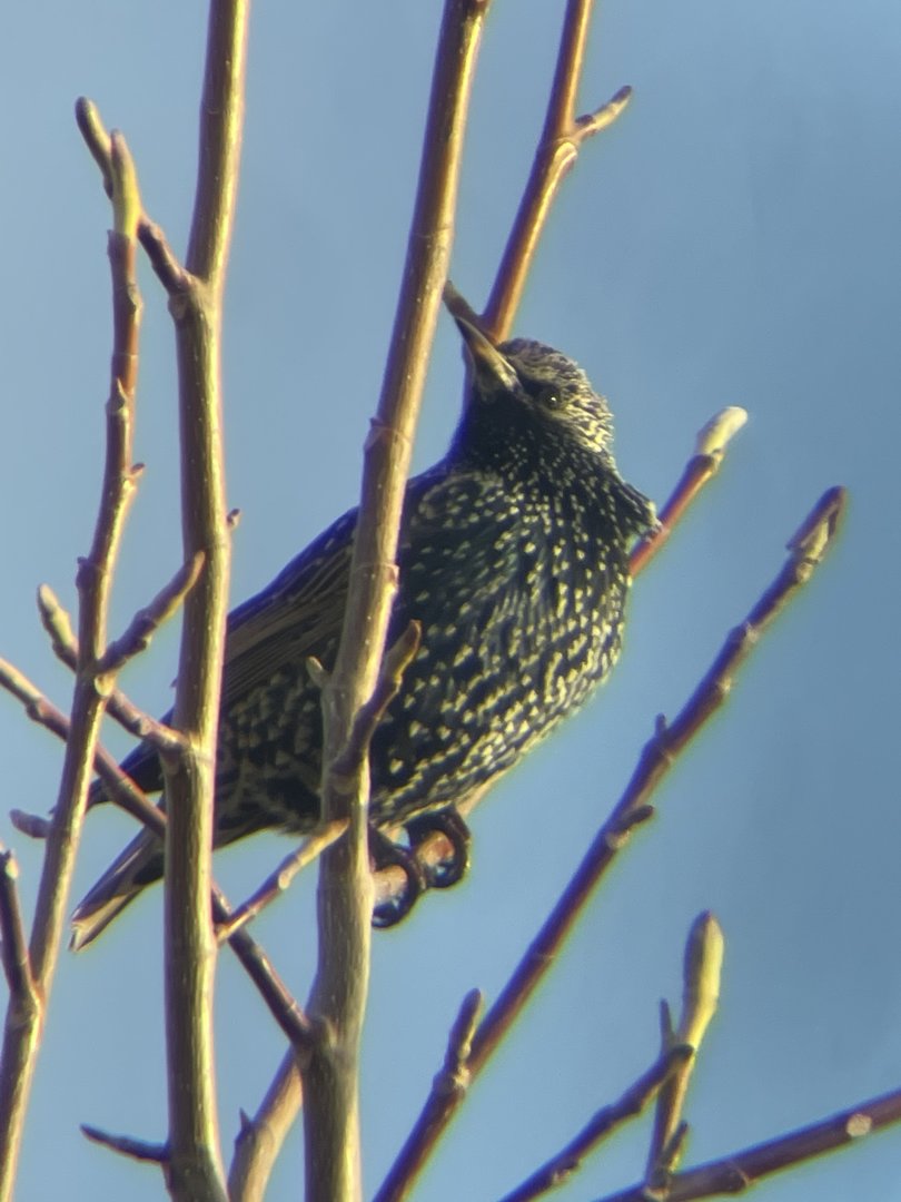 European Starling