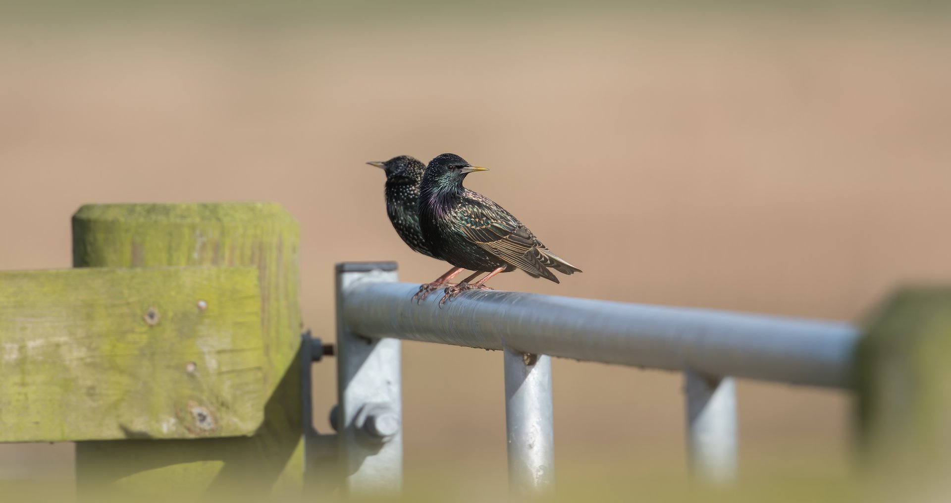 European Starlings, Wild, UK