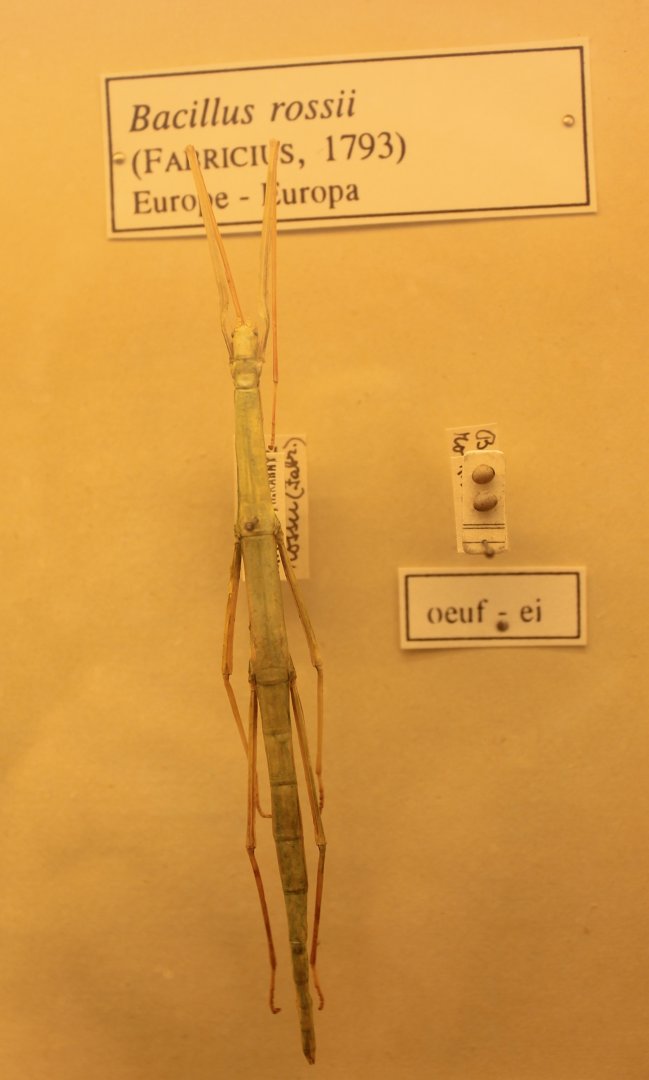 European stick-insect - Bacillus rossii