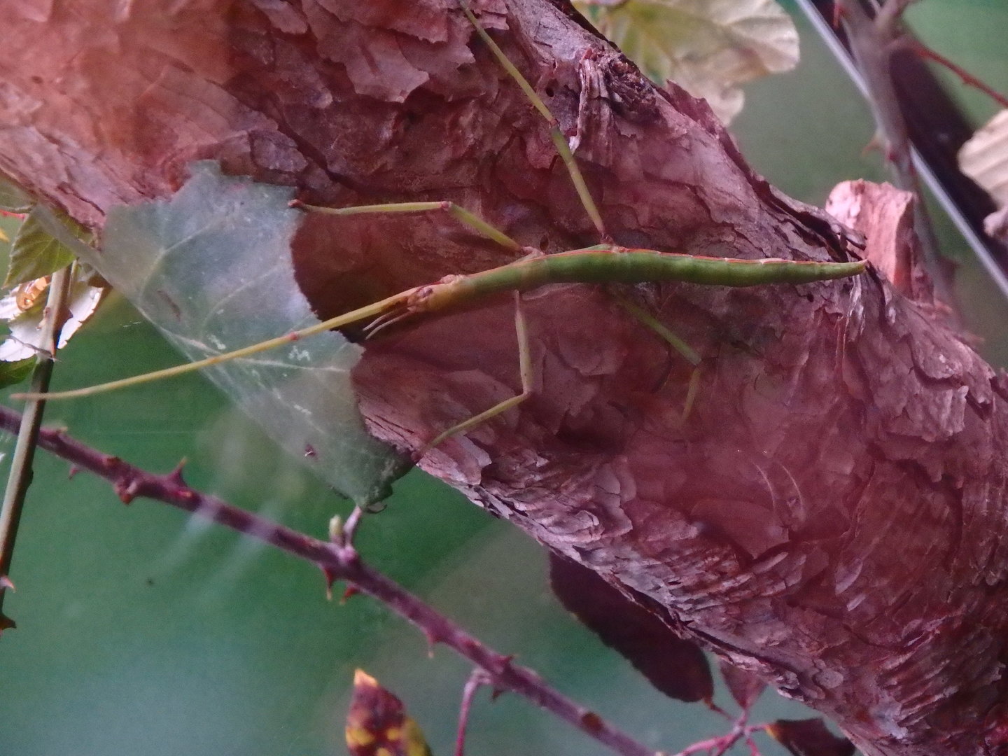 European stick insect