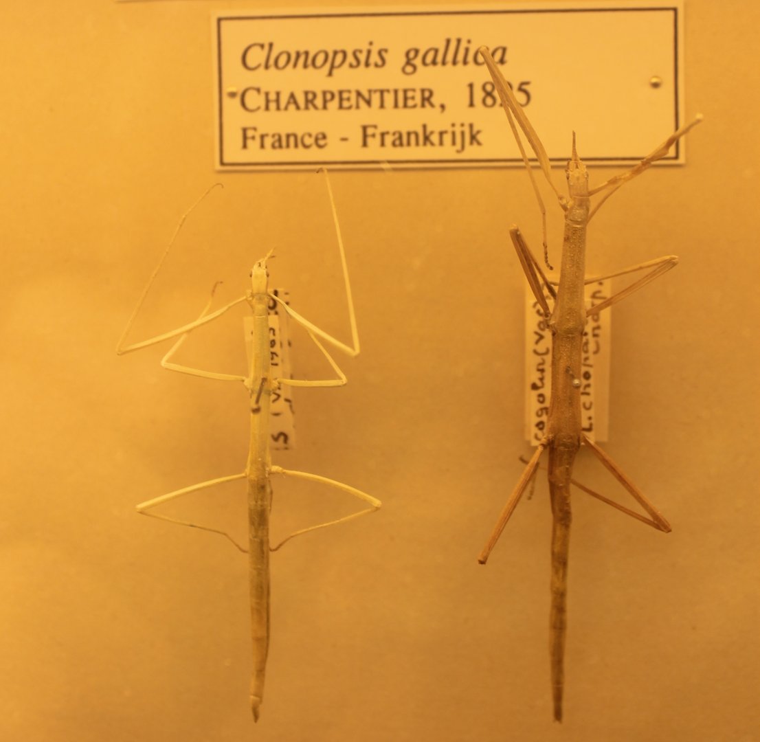 European stick-insects - Clonopsis gallica