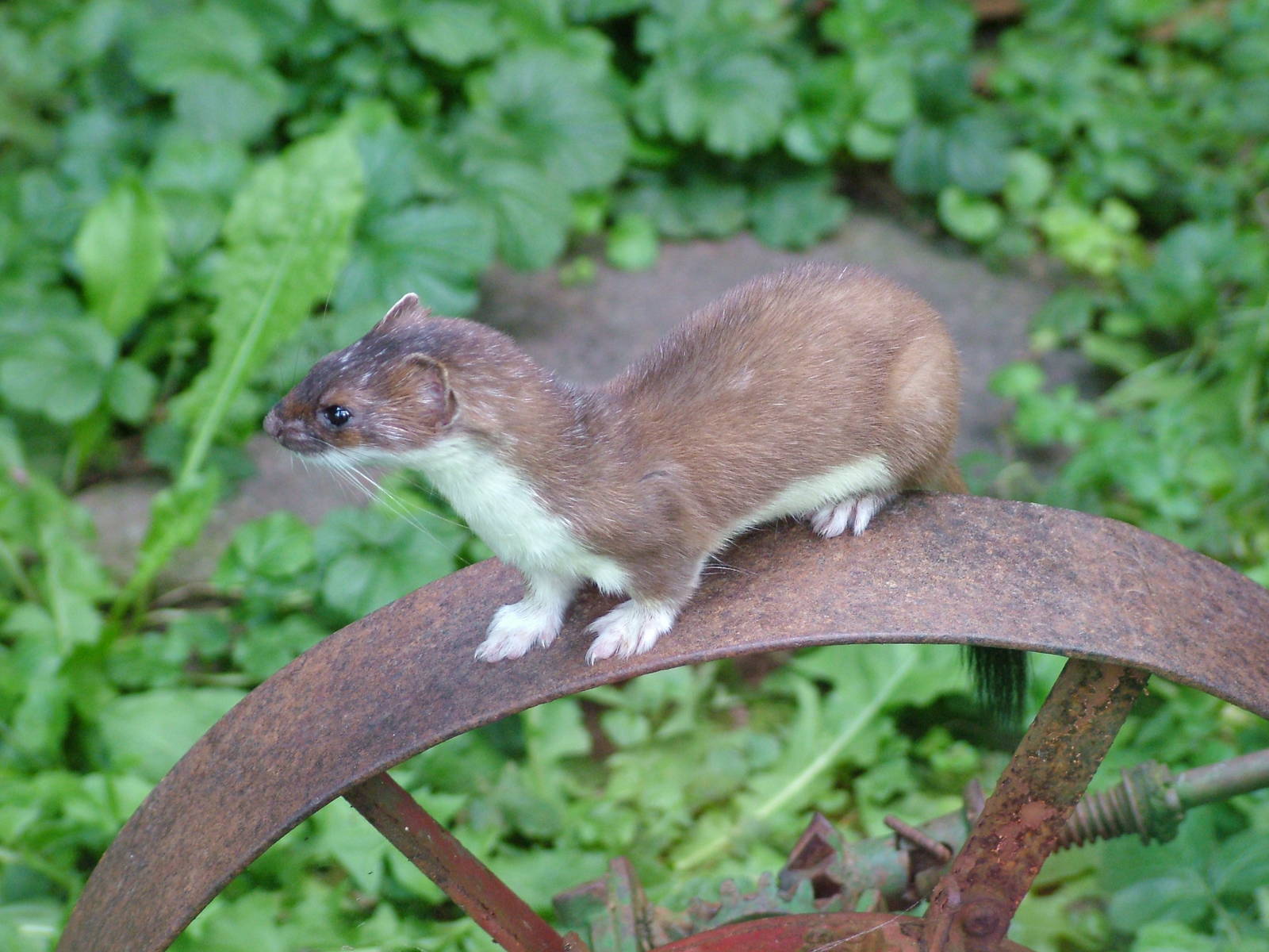 European Stoat at Heidelberg, 05/09/10