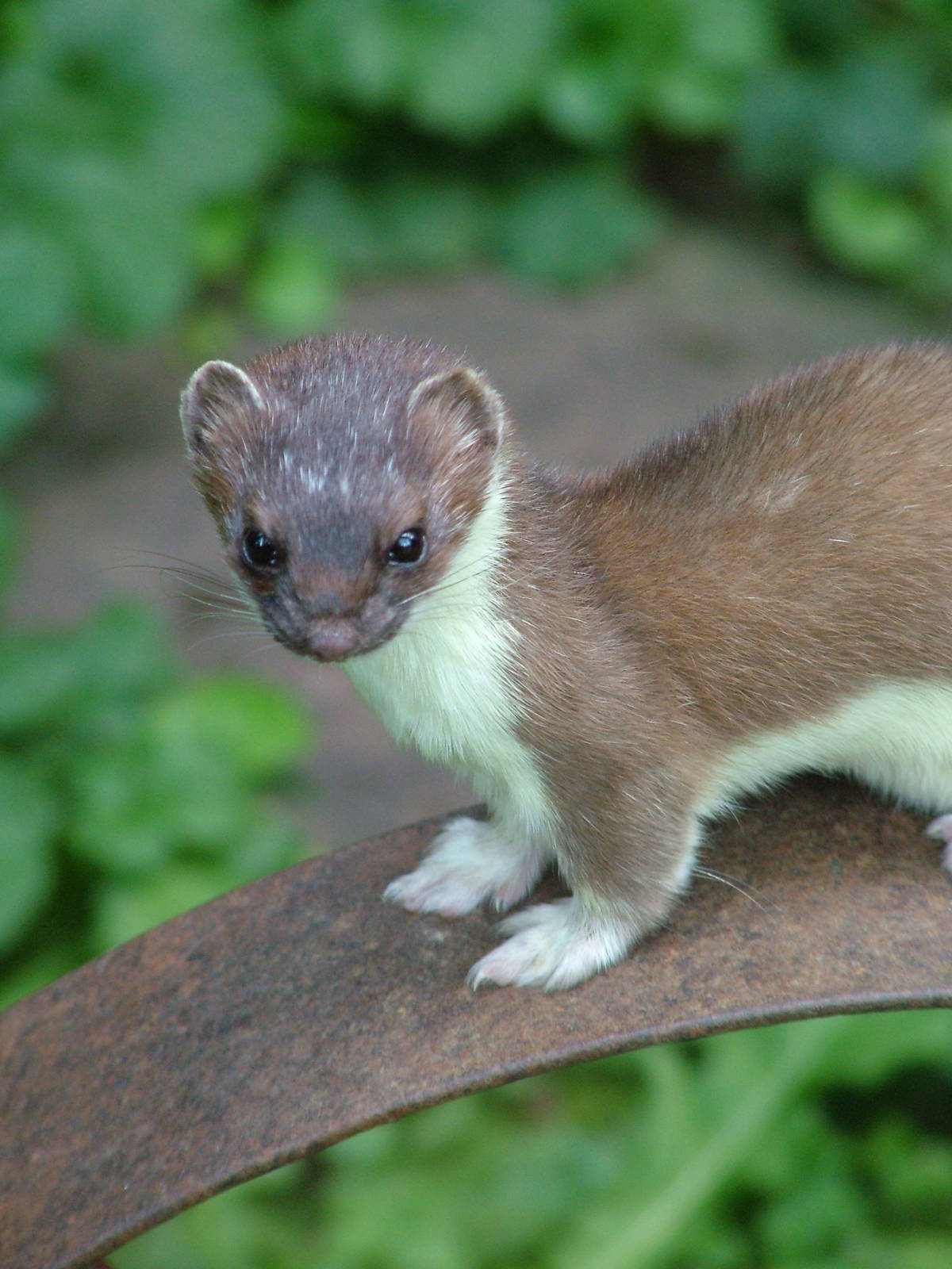 European Stoat at Heidelberg, 05/09/10