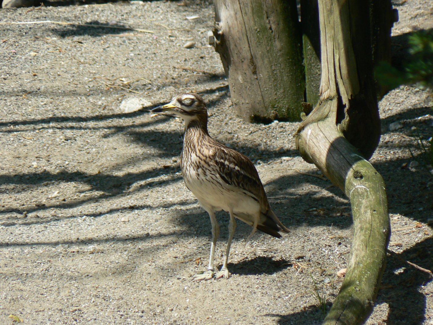 European Stone Curlew - 4 June 2019