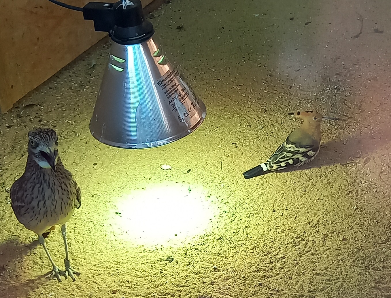 European stone-curlew and Hoopoe - indoor enclosure
