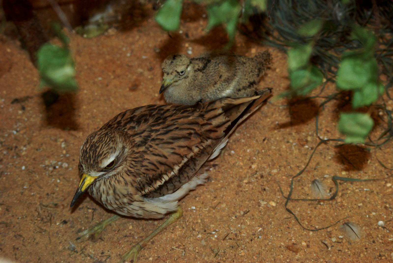 European Stone-Curlew at Pilsen, 31/08/12