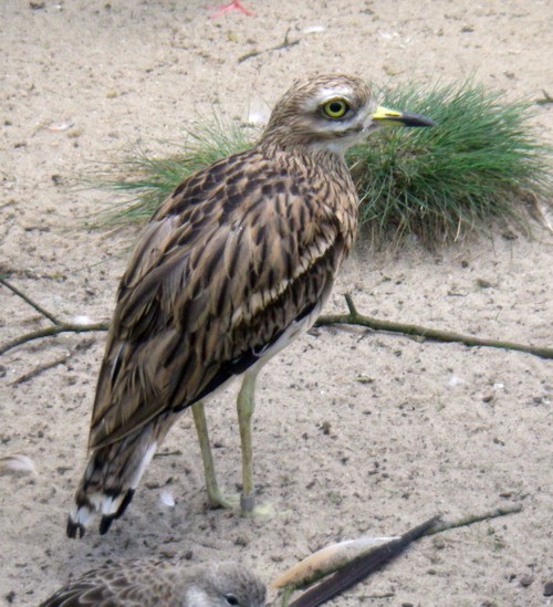 European Stone Curlew (Burhinus oedicnemus)