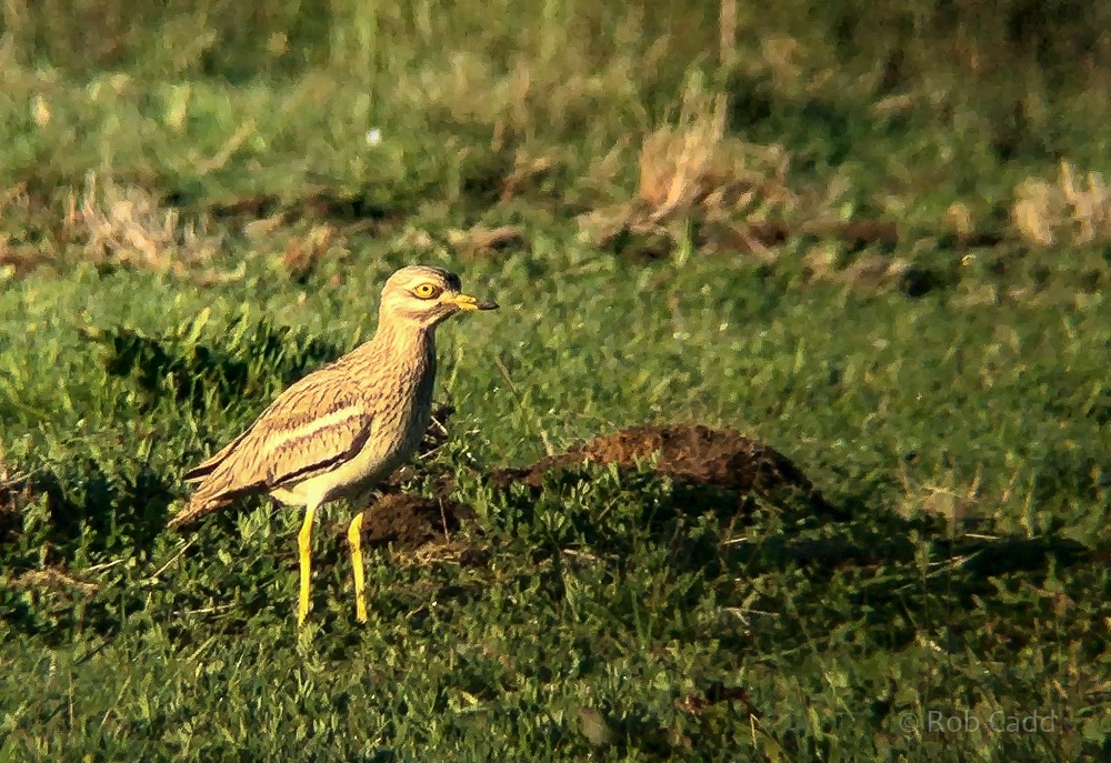 European stone-curlew (European thick-knee) : Buckinghamshire : 15 May 2019