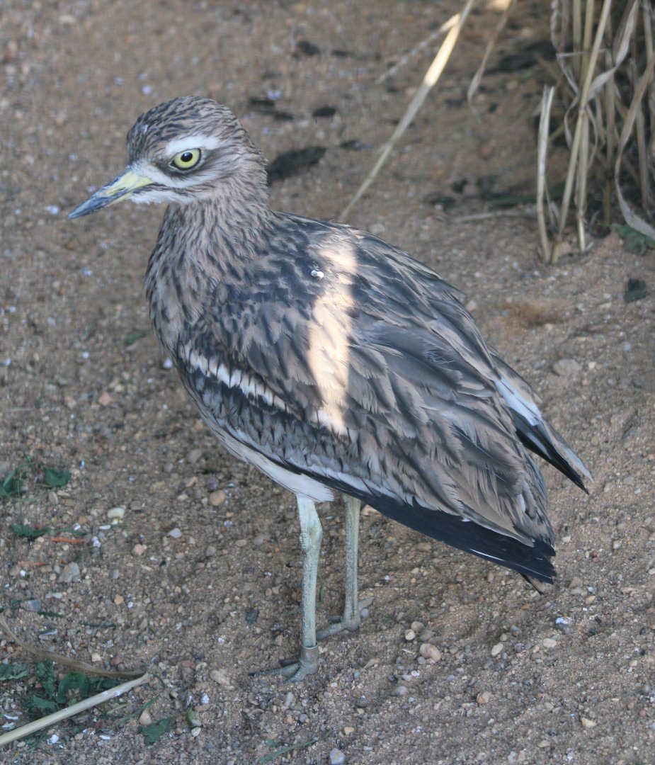 European stone-curlew - outdoor-enclosure