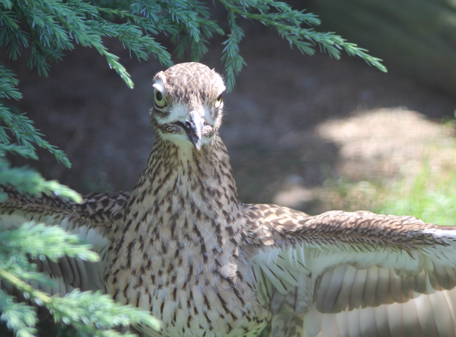 European stone-curlew