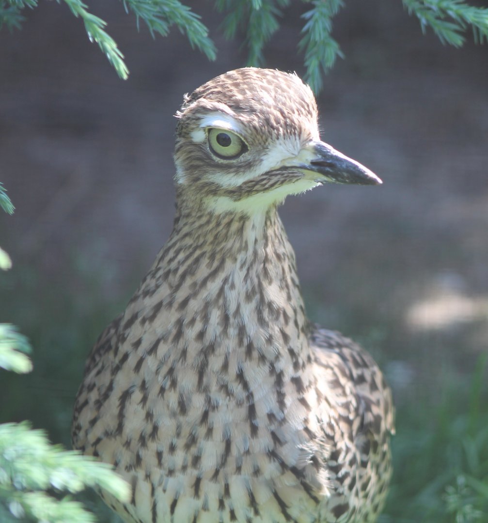 European stone-curlew