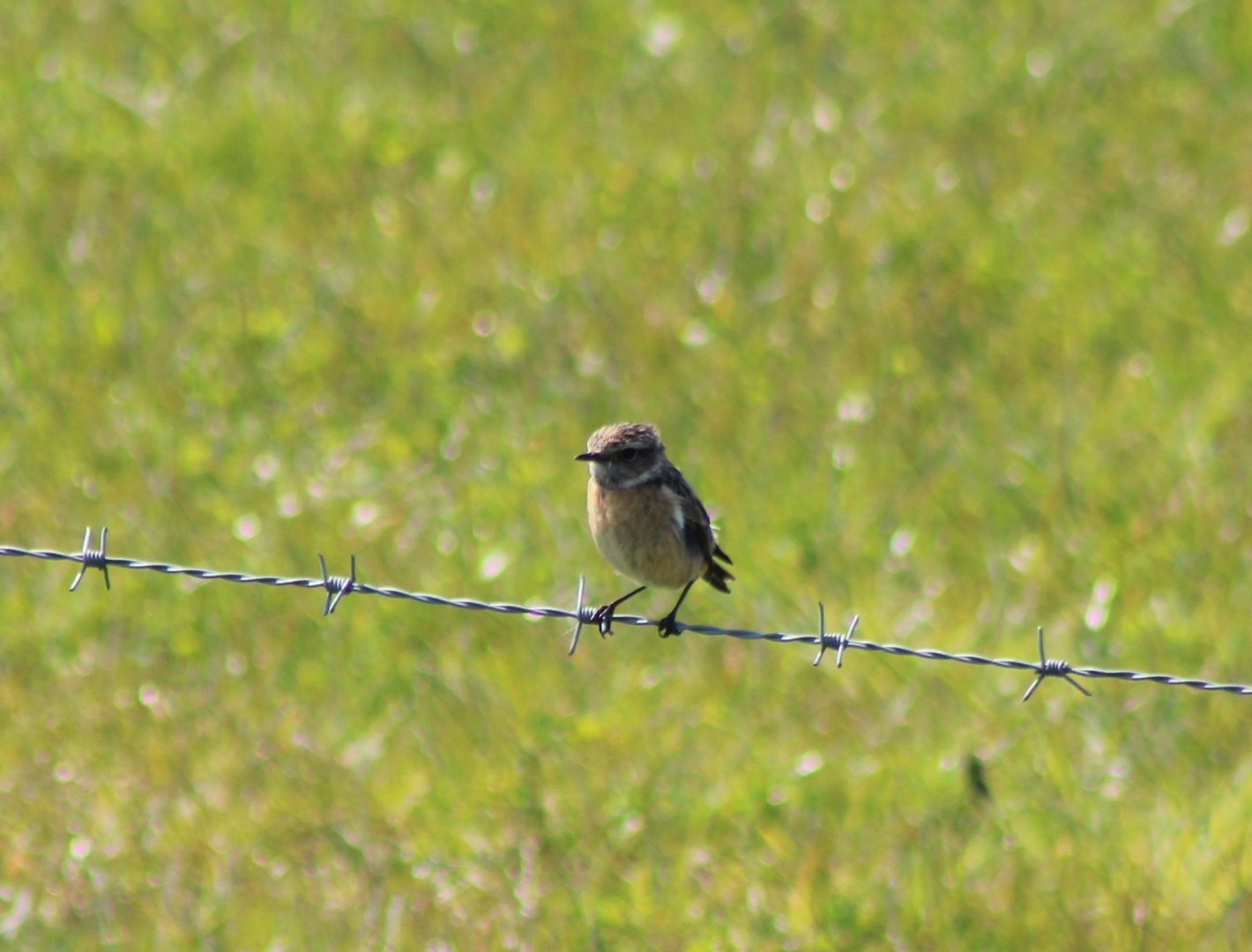 European stonechat - Saxicola rubicola - female
