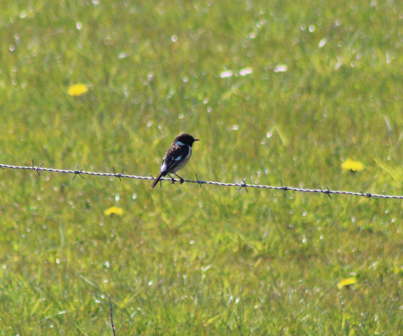 European stonechat - Saxicola rubicola - male