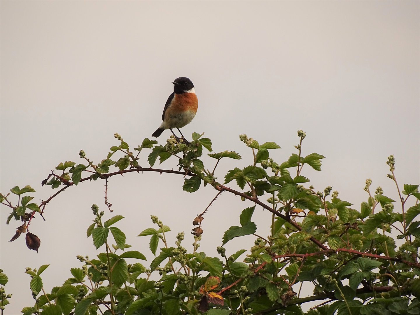 European stonechat, Saxicola rubicola