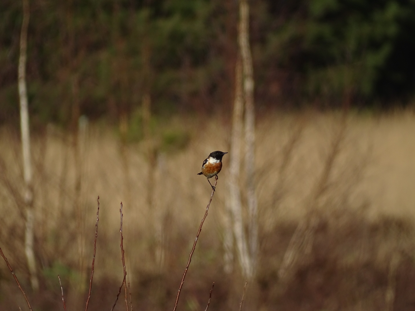 European stonechat, Saxicola rubicola