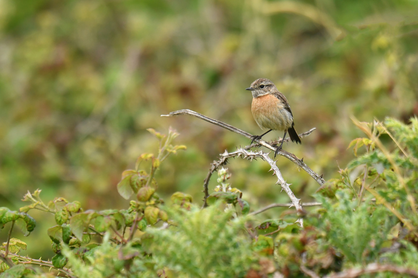 European Stonechat Saxicola rubicola
