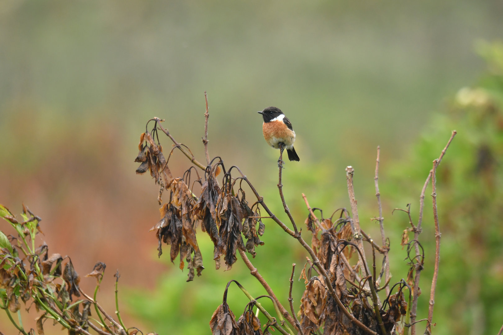 European Stonechat Saxicola rubicola