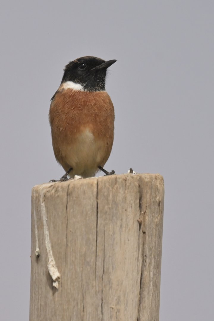 European Stonechat Saxicola rubicola