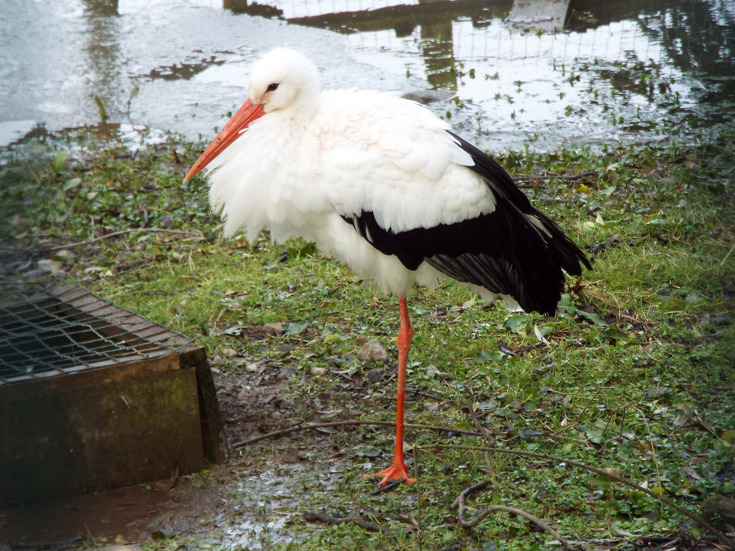 European Stork, NAZF