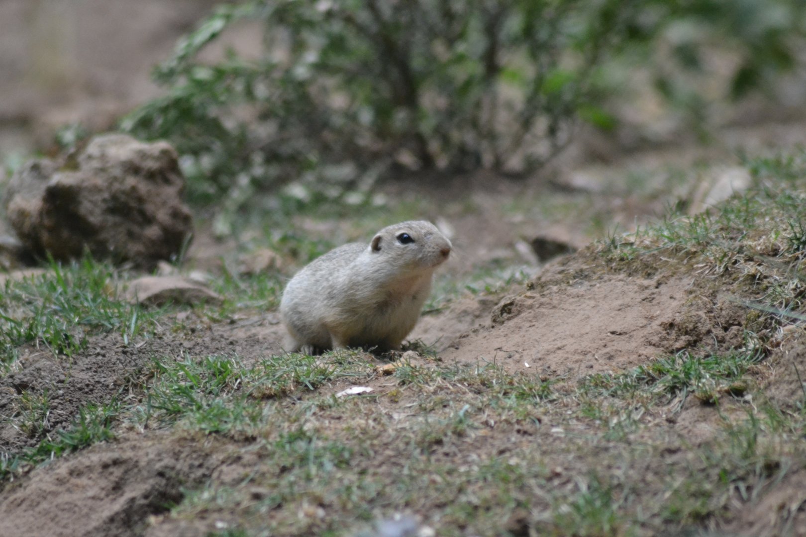 European suslik - Spermophilus citellus