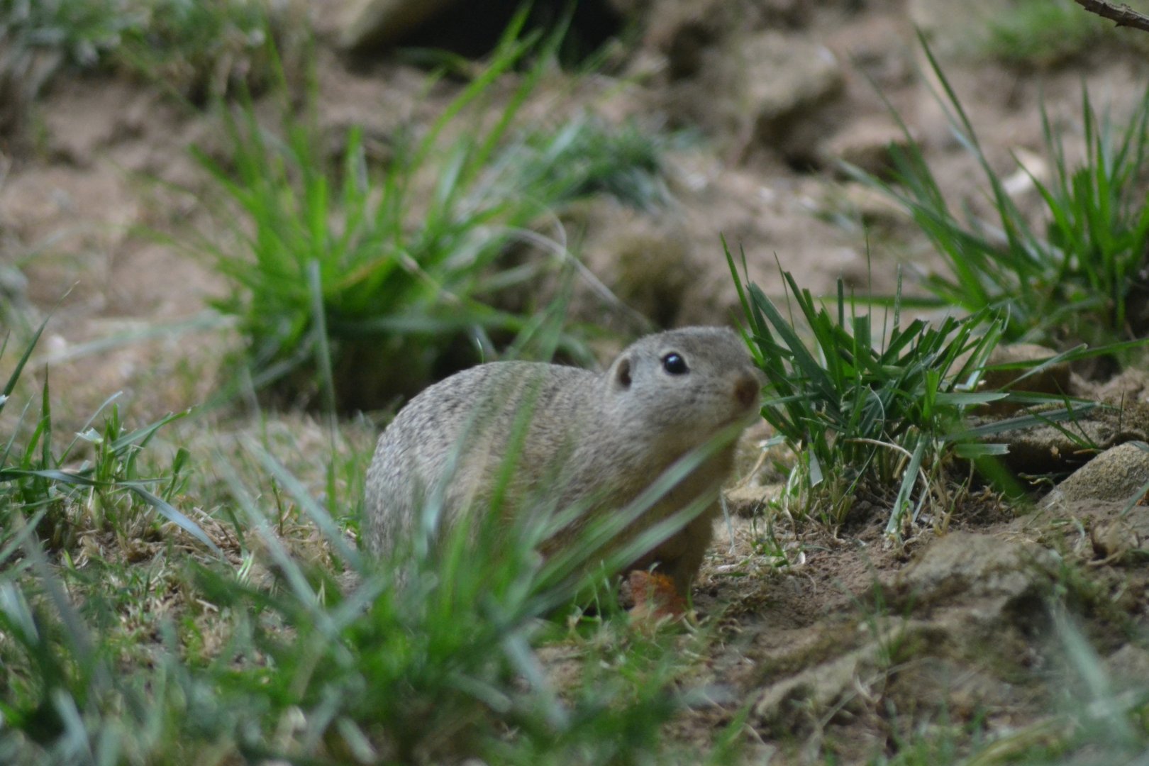 European suslik - Spermophilus citellus