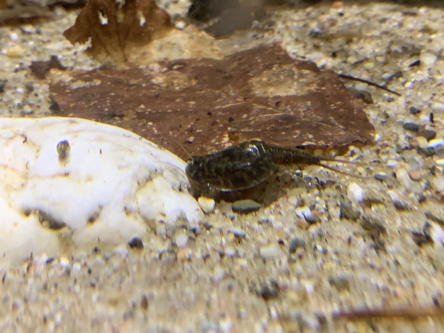 European tadpole shrimp