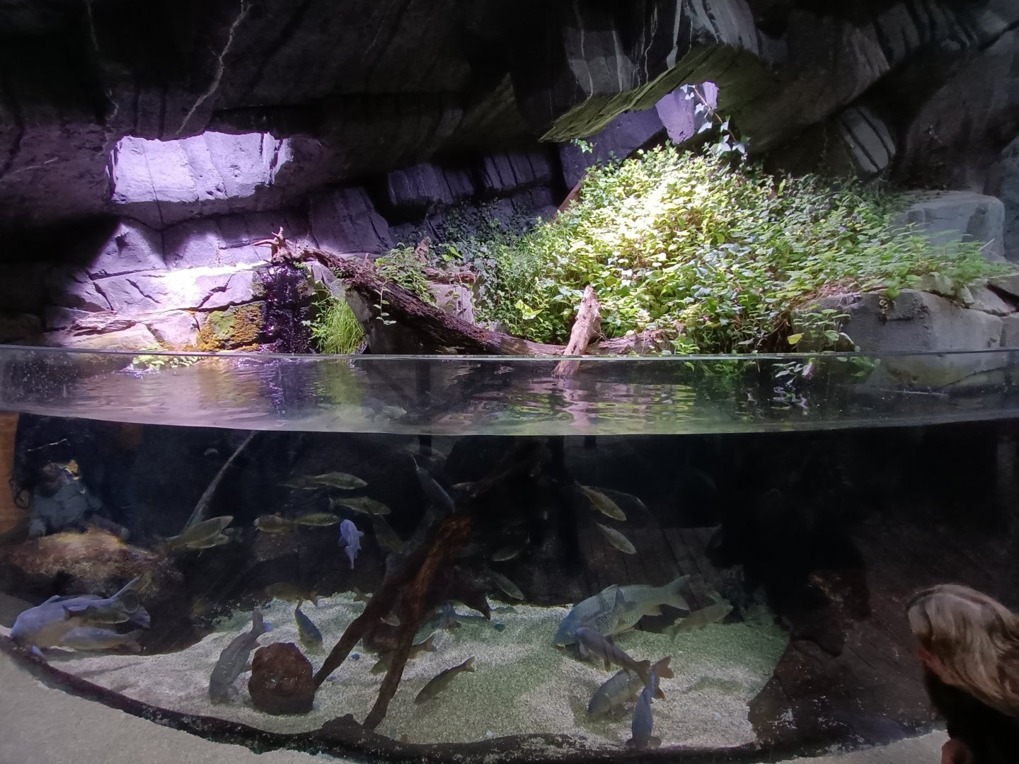 European tank - Bioparc Acuario de Gijón