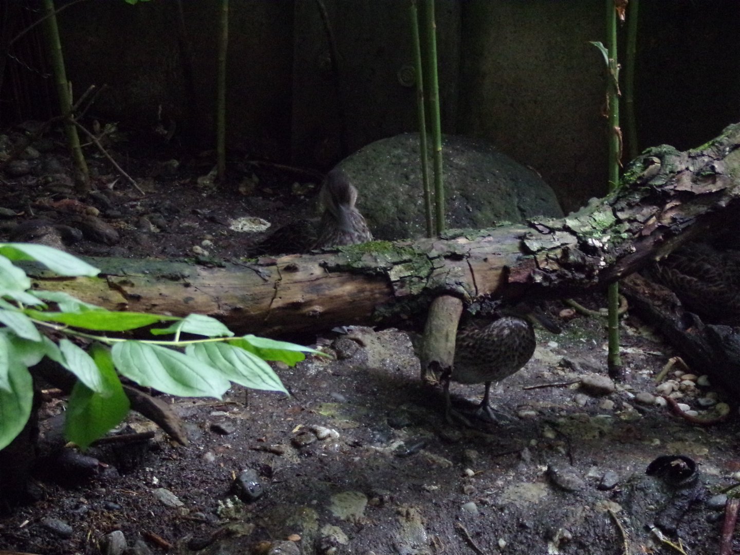 European teal 9.7.25