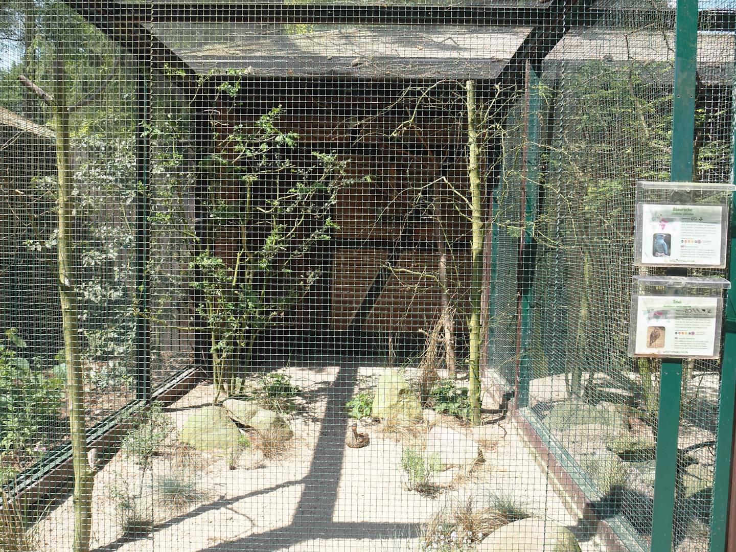 European thick-knee and European roller aviary, 2024-05-21