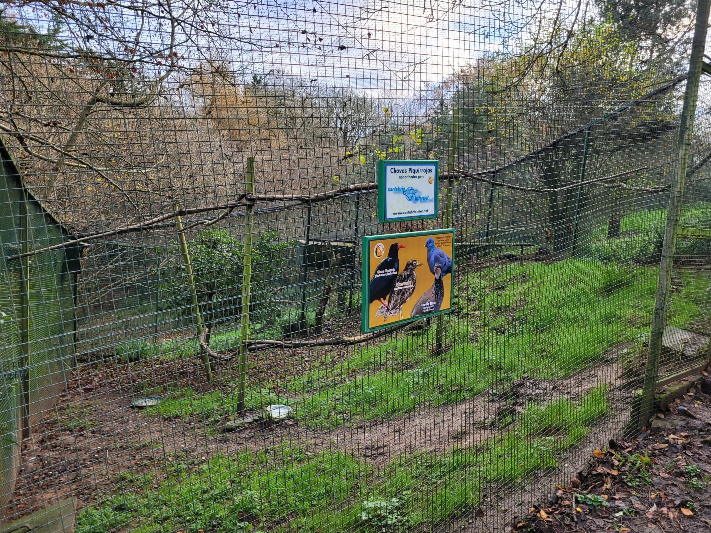 European thick-knee and Iberian red-billed chough exhibit -Zoo de Santillana del Mar (2023)