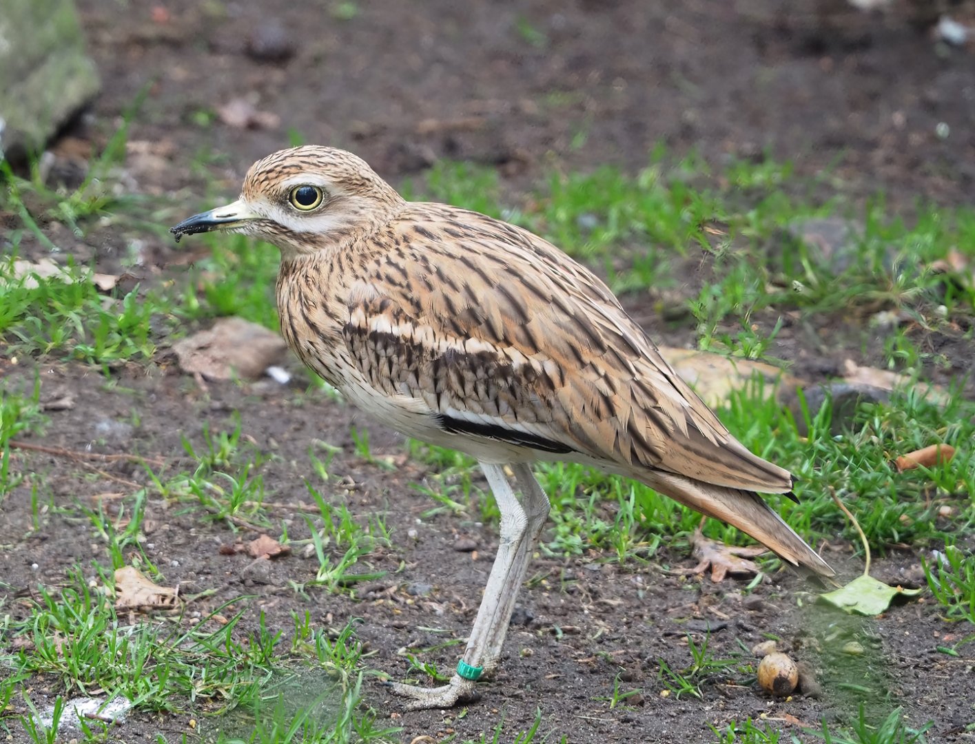 European thick-knee (Burhinus oedicnemus oedicnemus), 2023-02-19