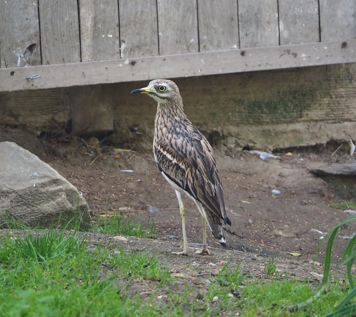 European thick-knee (Burhinus oedicnemus oedicnemus), 2023-09-19