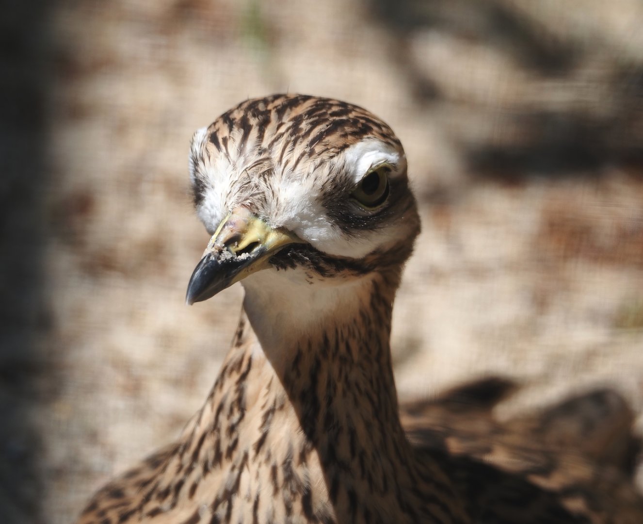 European thick-knee (Burhinus oedicnemus oedicnemus), 2024-05-21