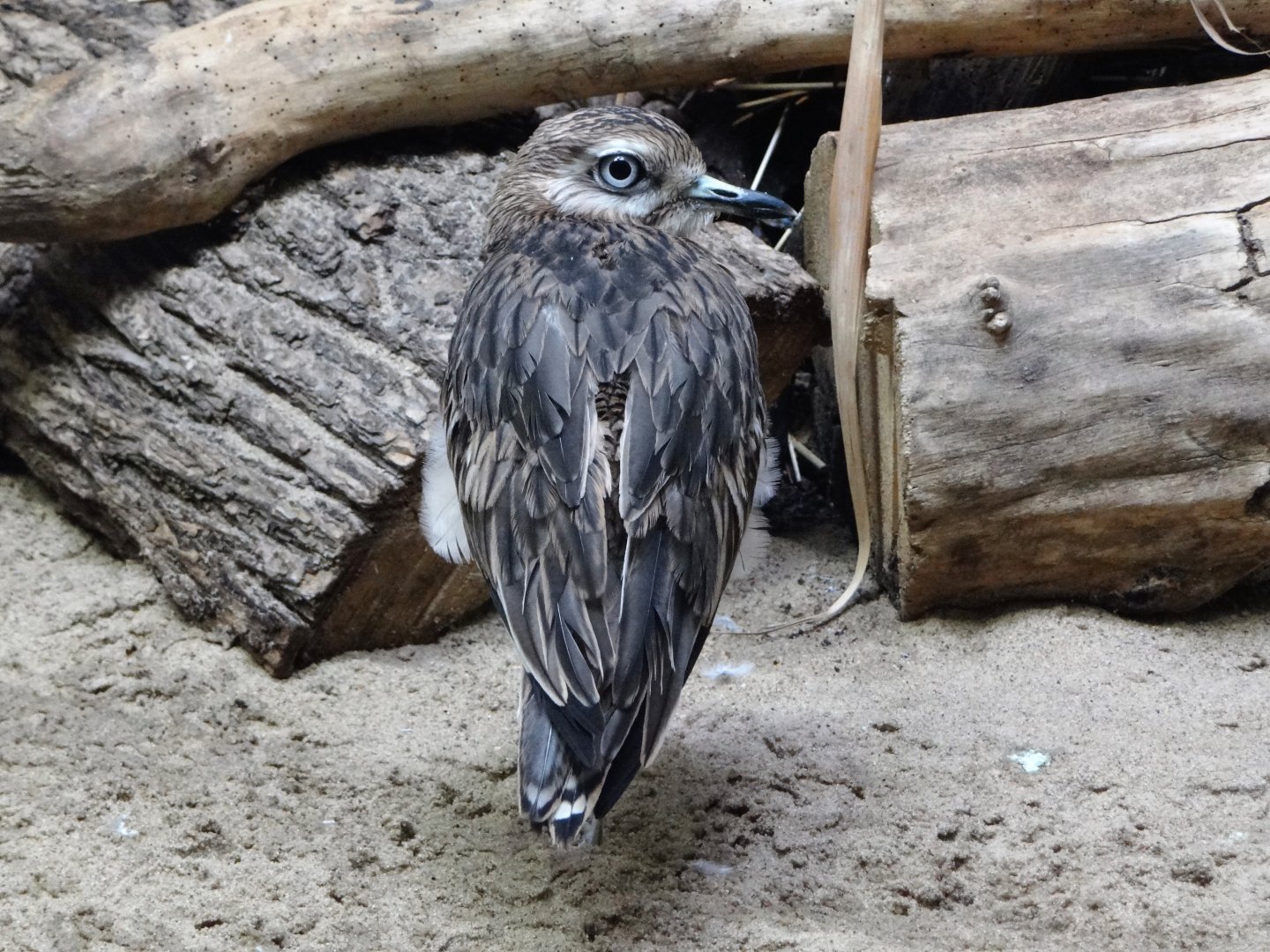 European thick-knee (Burhinus oedicnemus oedicnemus)
