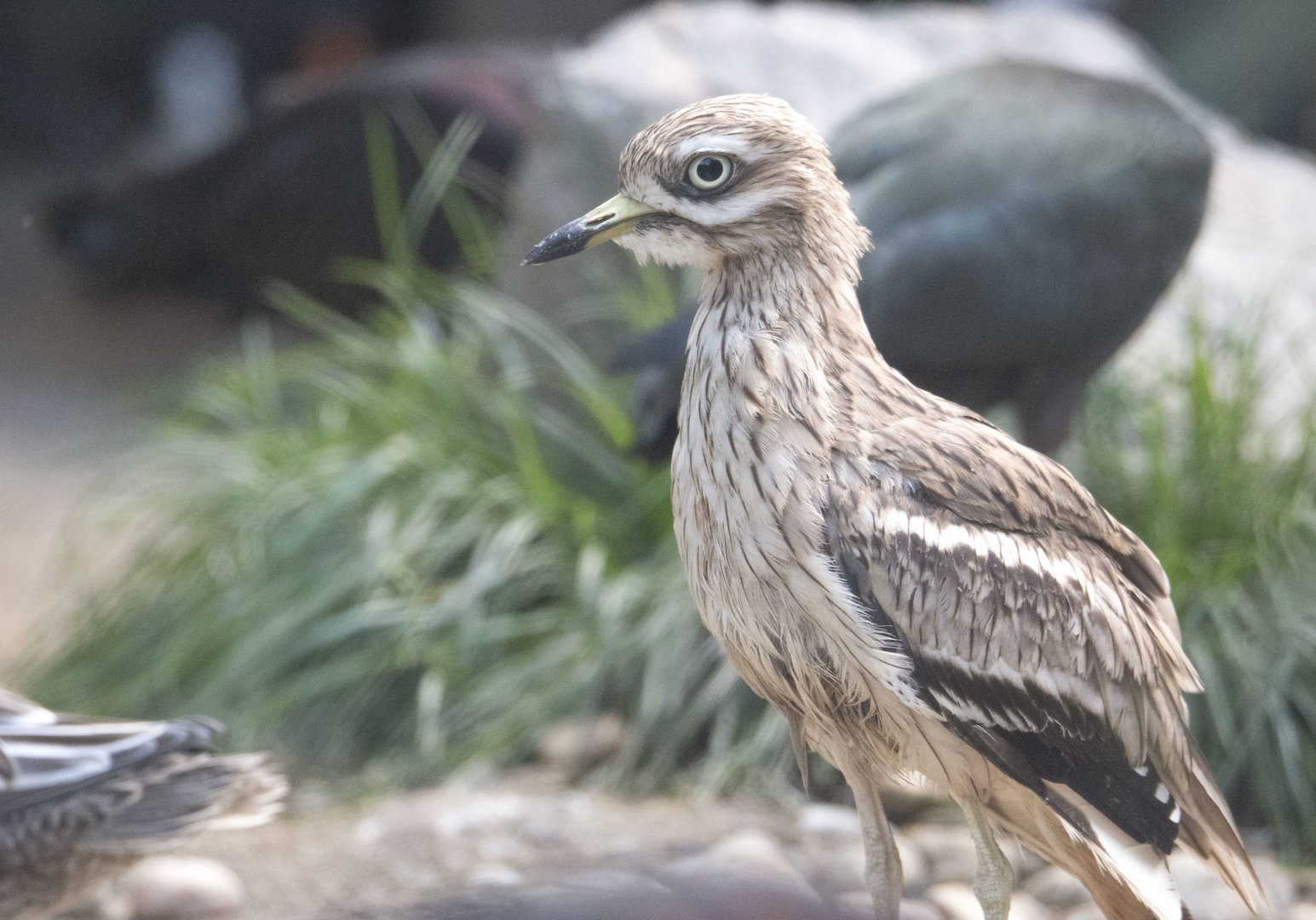 European thick-knee (Burhinus oedicnemus oedicnemus)