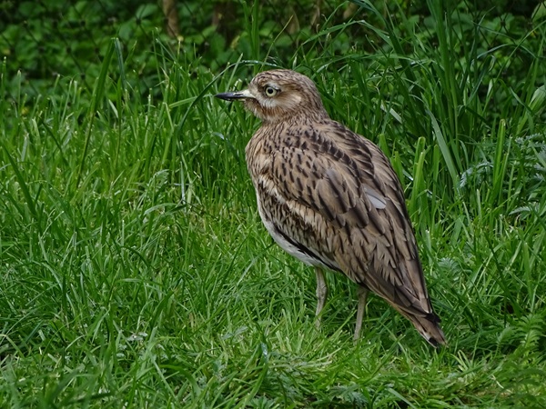 European thick-knee (Burhinus oedicnemus oedicnemus)