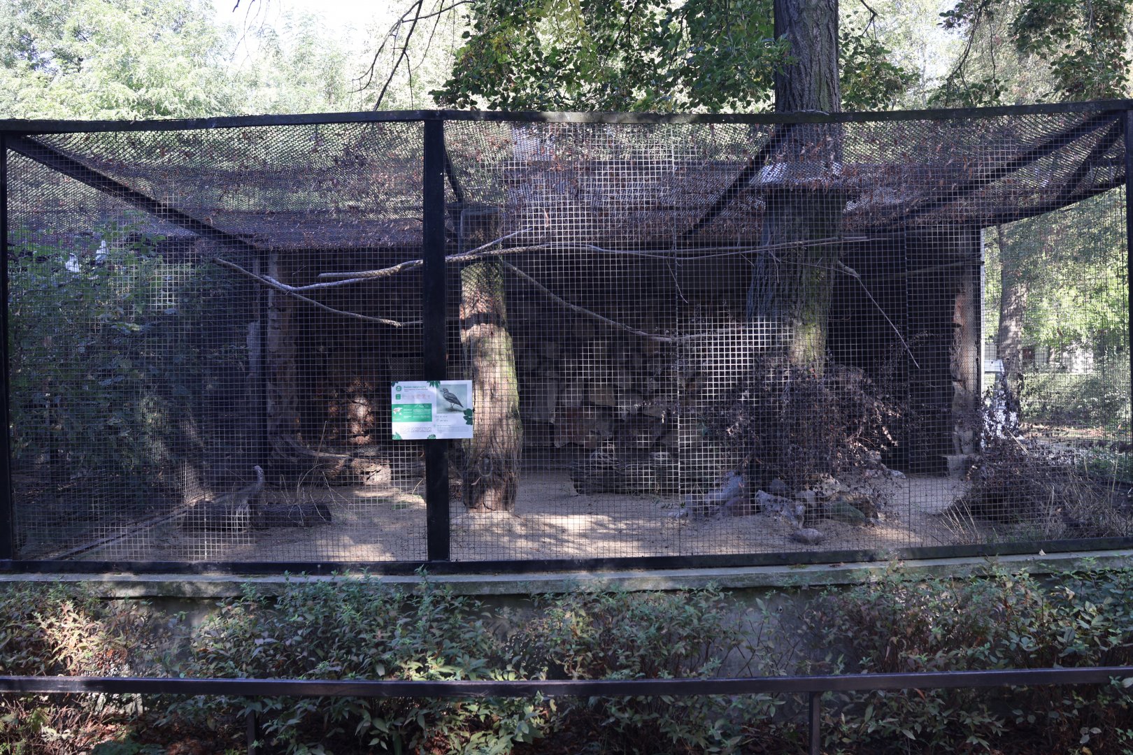 European Thick-knee (Burhinus oedicnemus oedicnemus)