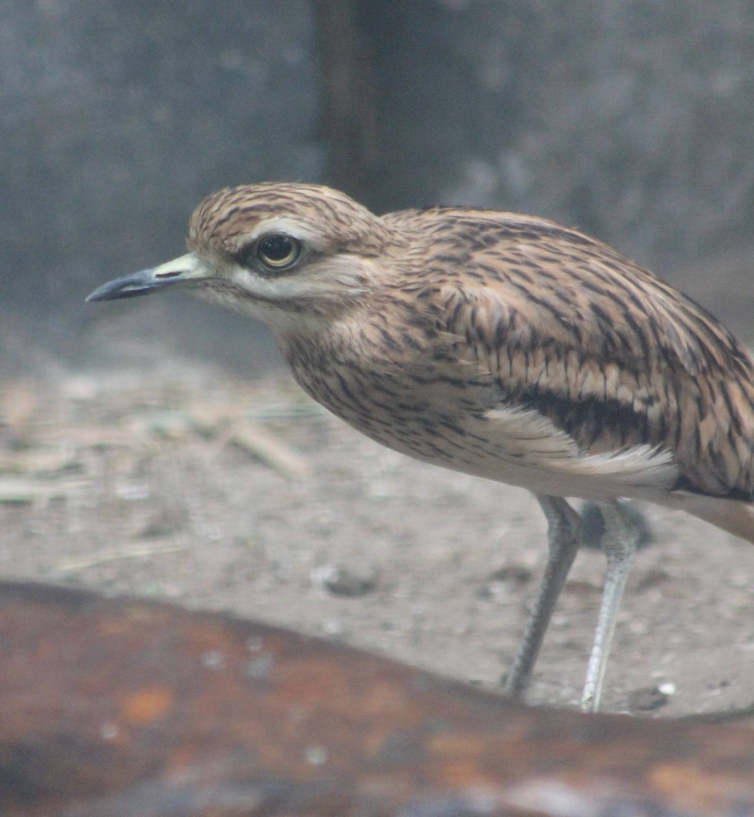 European thick-knee