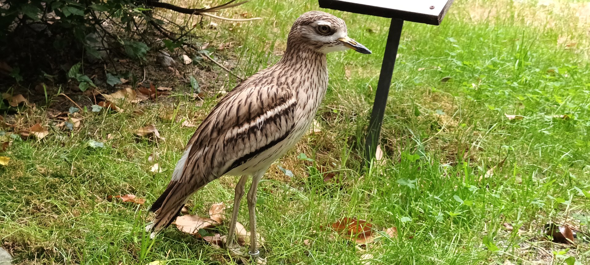 European Thick Knee