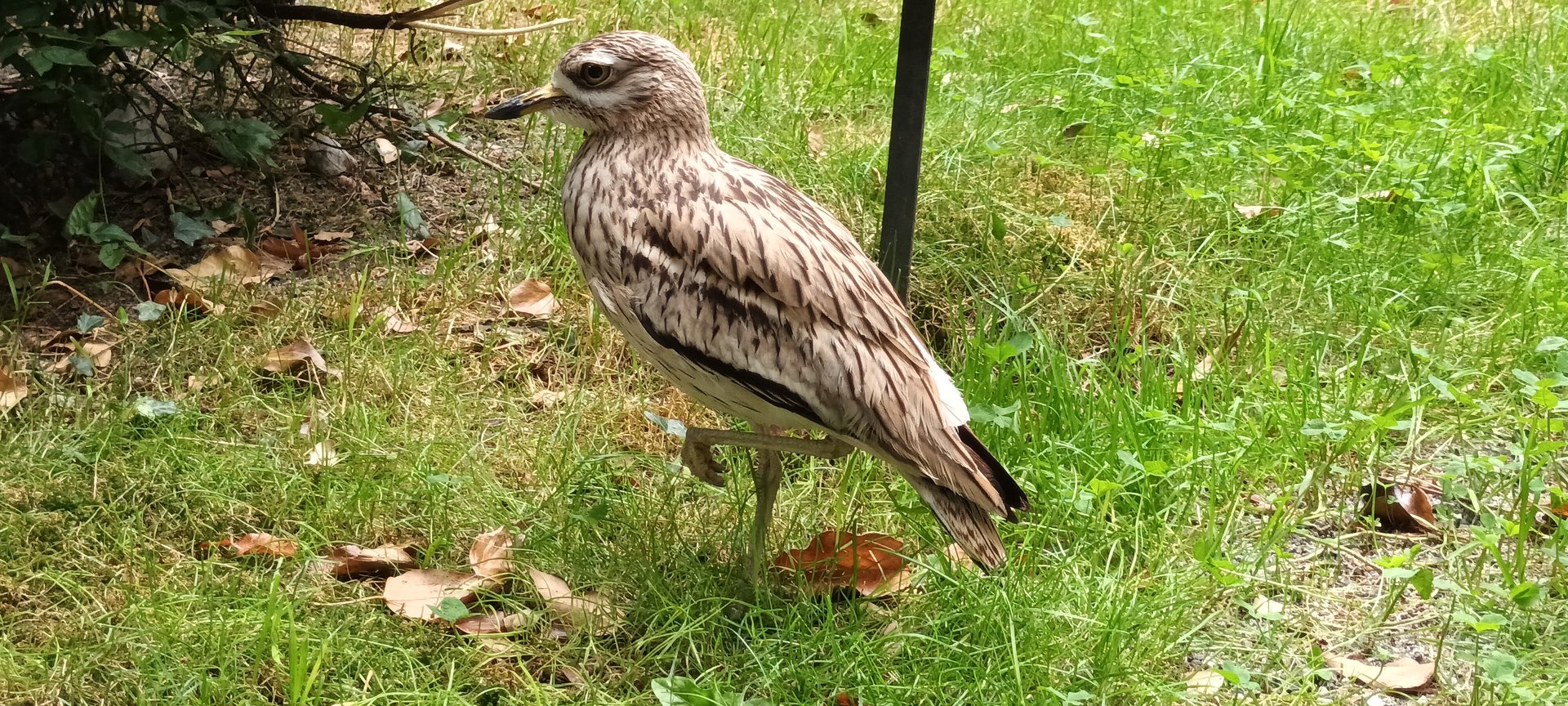 European Thick Knee