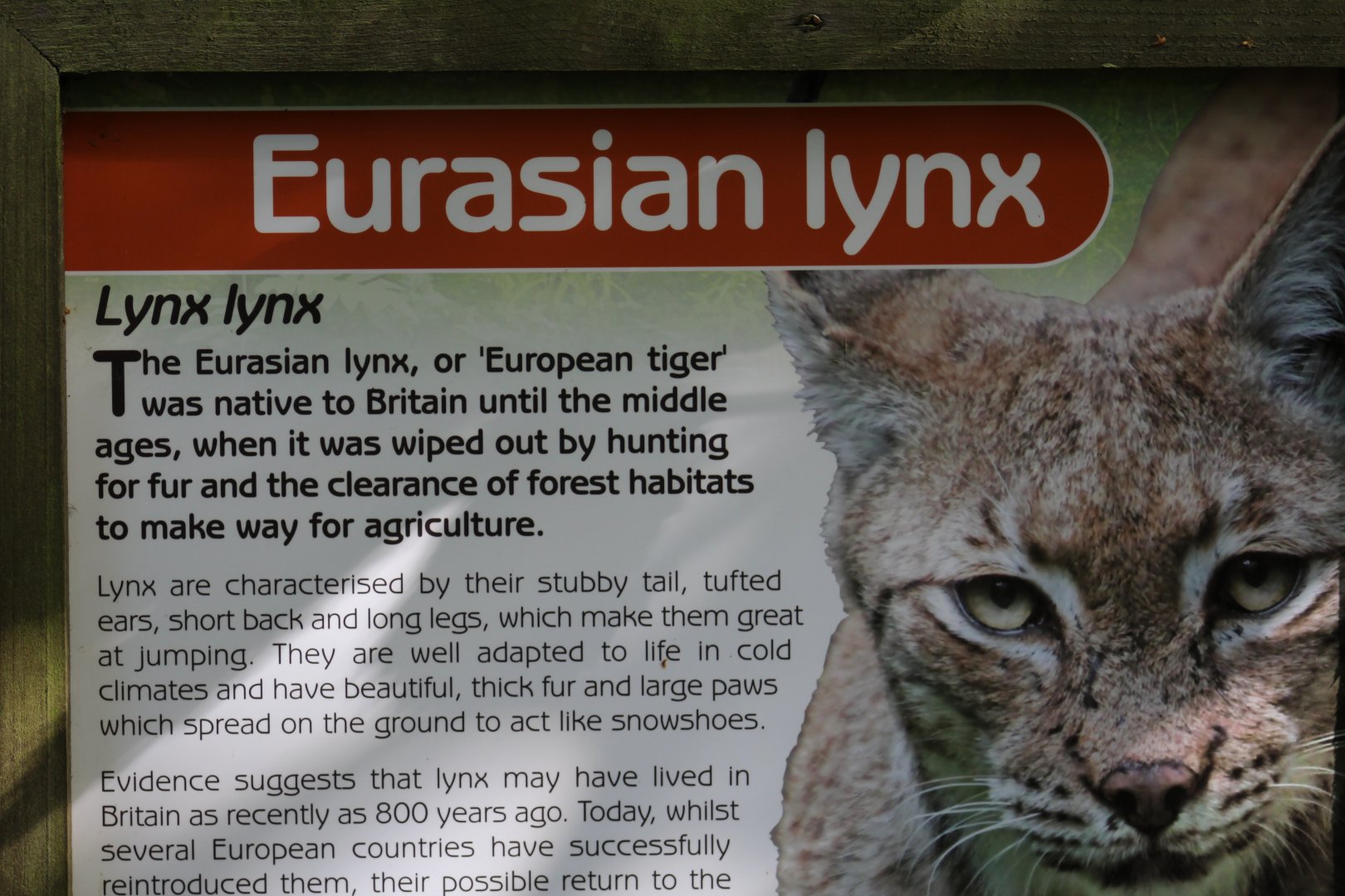 "European Tiger"