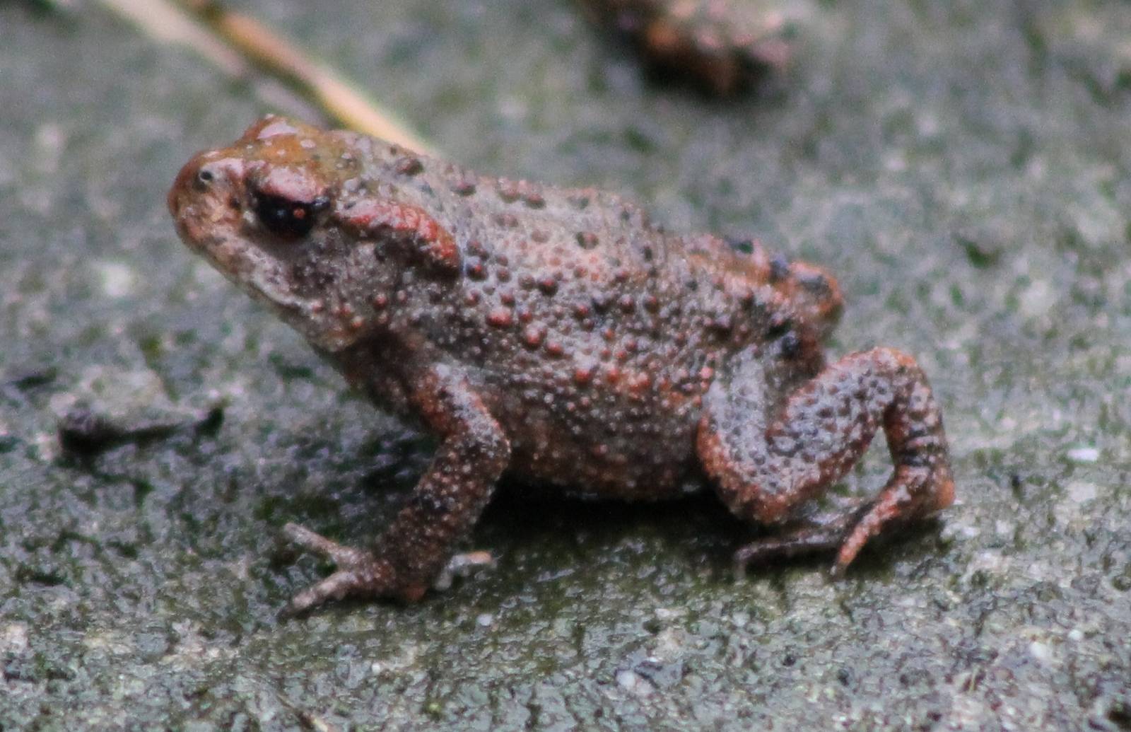 european toad
