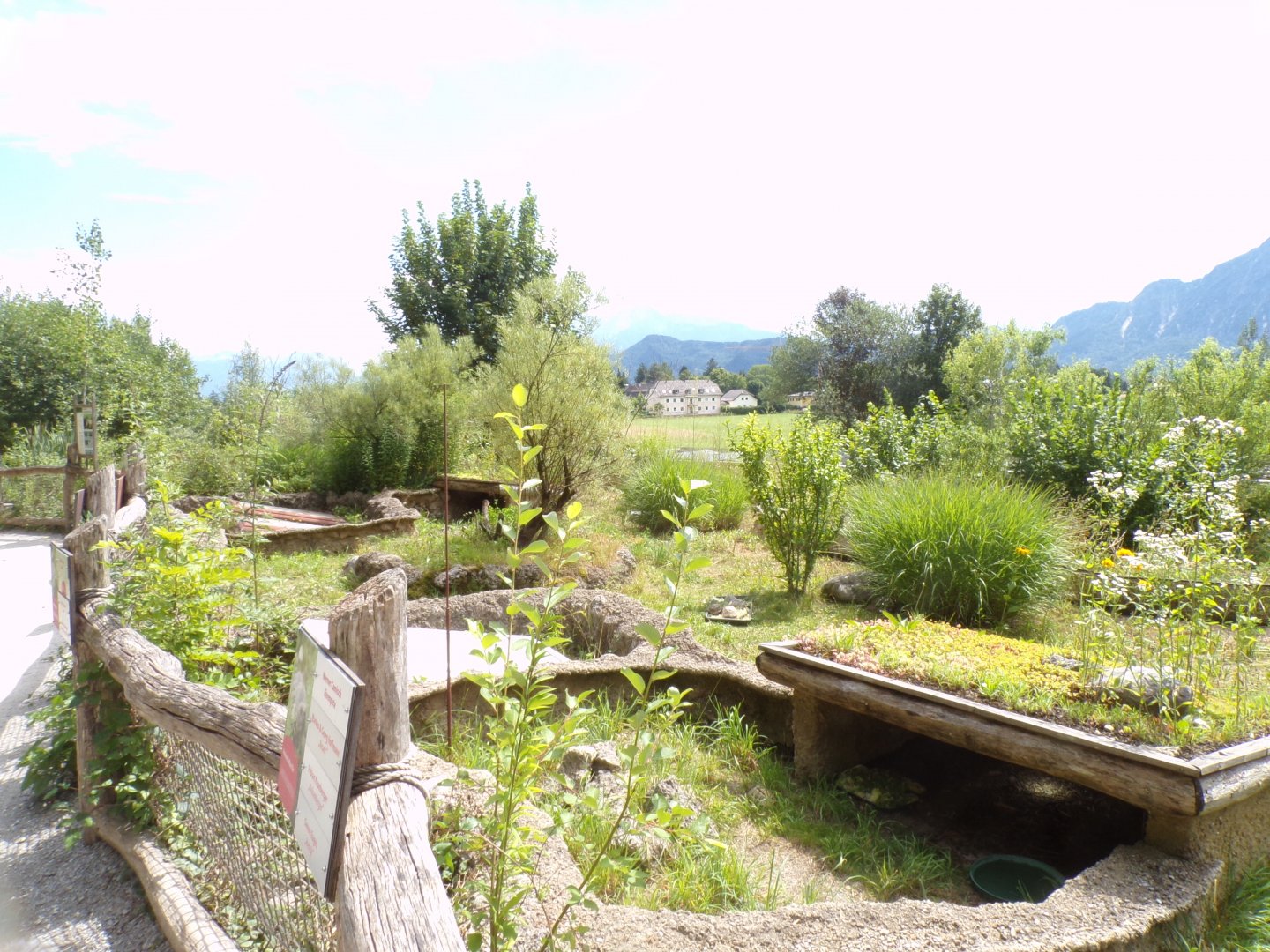 European tortoise enclosure 13.7.25