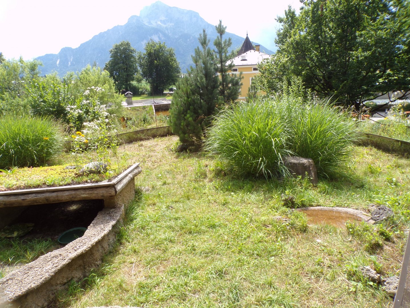 European tortoise enclosure 13.7.25